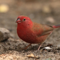 Amarantka czerwonodzioba - Lagonosticta senegala - Red-billed Firefinch