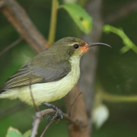 Nektarnik zielonogrzbiety - Cinnyris talatala - White-breasted Sunbird