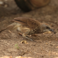 Tymal łuskogłowy - Turdoides hartlaubii - Hartlaub's Babbler