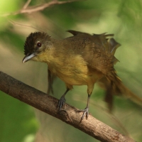Żółtobrzuch okularowy - Chlorocichla flaviventris - Yellow-bellied Greenbul