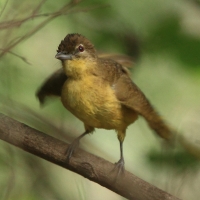 Żółtobrzuch okularowy - Chlorocichla flaviventris - Yellow-bellied Greenbul