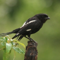 Dzierzba srokata - Lanius melanoleucus - Magpie Shrike