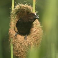 Brunatniczka - Amblyospiza albifrons - Grosbeak Weaver
