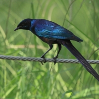 Błyszczak ciemny - Lamprotornis mevesii - Meves's Starling