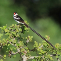 Wdówka białobrzucha - Vidua macroura - Pin-tailed Whydah