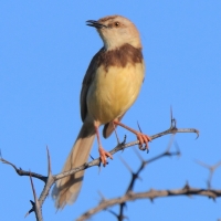 Prinia obrożna - Prinia flavicans - Black-chested Prinia