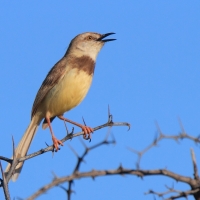 Prinia obrożna - Prinia flavicans - Black-chested Prinia