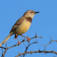 Prinia obrożna - Prinia flavicans - Black-chested Prinia