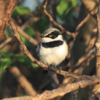 Krępnik szaroboczny - Batis pririt - Pririt Batis