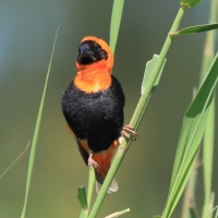 Wikłacz ognisty - Euplectes orix - Southern Red Bishop