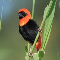 Wikłacz ognisty - Euplectes orix - Southern Red Bishop