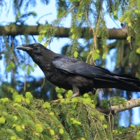 Kruk - Corvus corax - Common Raven