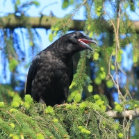 Kruk - Corvus corax - Common Raven