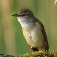 Trzciniak - Acrocephalus arundinaceus - Great Reed-Warbler