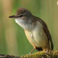 Trzciniak - Acrocephalus arundinaceus - Great Reed-Warbler