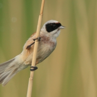 Remiz - Remiz pendulinus - Eurasian Penduline