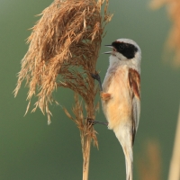 Remiz - Remiz pendulinus - Eurasian Penduline