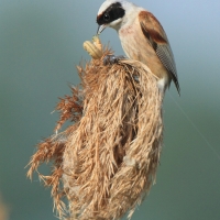 Remiz - Remiz pendulinus - Eurasian Penduline