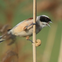 Remiz - Remiz pendulinus - Eurasian Penduline