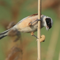 Remiz - Remiz pendulinus - Eurasian Penduline