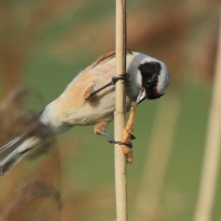 Remiz - Remiz pendulinus - Eurasian Penduline