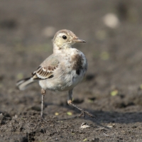 Pliszka siwa - Motacilla alba - White Wagtail