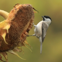 Sikora uboga - Poecile palustris - Marsh Tit