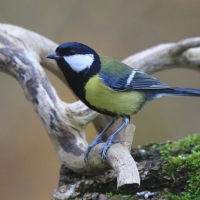Bogatka - Parus major - Great Tit