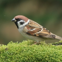 Mazurek - Passer montanus - Eurasian Tree Sparrowh