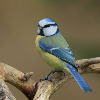 Modraszka - Cyanistes caeruleus - Blue Tit