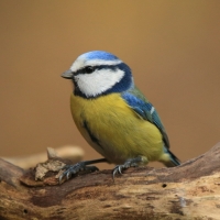 Modraszka - Cyanistes caeruleus - Blue Tit
