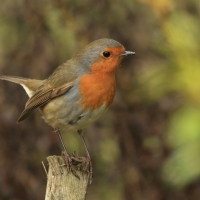 Rudzik - Erithacus rubecula - European Robin