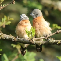 Mniszka łuskolica - Odontospiza griseicapilla - Grey-headed Silverbill