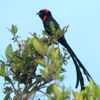 Wikłacz półobrożny - Euplectes ardens - Red-collared Widowbird
