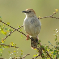 Chwastówka krępa - Cisticola robustus - Stout Cisticola