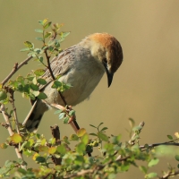 Chwastówka krępa - Cisticola robustus - Stout Cisticola