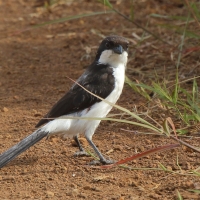 Dzierzba sawannowa - Lanius cabanisi - Long-tailed Fiscal