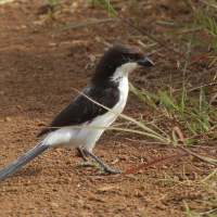 Dzierzba sawannowa - Lanius cabanisi - Long-tailed Fiscal