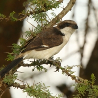 Dzierzba sawannowa - Lanius cabanisi - Long-tailed Fiscal
