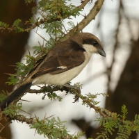 Dzierzba sawannowa - Lanius cabanisi - Long-tailed Fiscal