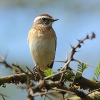 Pokląskwa - Saxicola rubetra - Whinchat