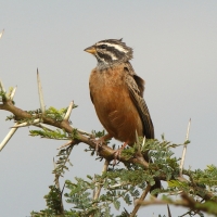 Trznadel cynamonowy - Emberiza tahapisi - Cinnamon-breasted Bunting