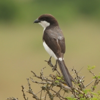 Dzierzba sawannowa - Lanius cabanisi - Long-tailed Fiscal