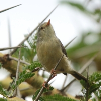 Akacjówek - Phyllolais pulchella - Buff-bellied Warbler