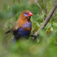 Motylik niebieskobrzuchy - Granatina ianthinogaster - Purple Grenadier