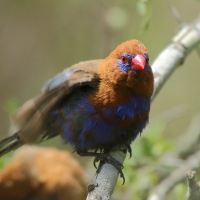Motylik niebieskobrzuchy - Granatina ianthinogaster - Purple Grenadier