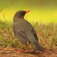 Drozd abisyński - Turdus abyssinicus - Ethiopian Thrush