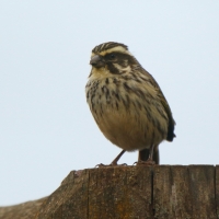 Afrokulczyk kreskowany - Crithagra striolata - Streaky Seedeater