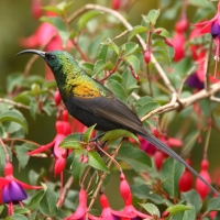 Nektarnik brązowy - Nectarinia kilimensis - Bronzy Sunbird