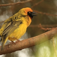 Wikłacz łuskowany - Ploceus spekei - Speke's Weaver
